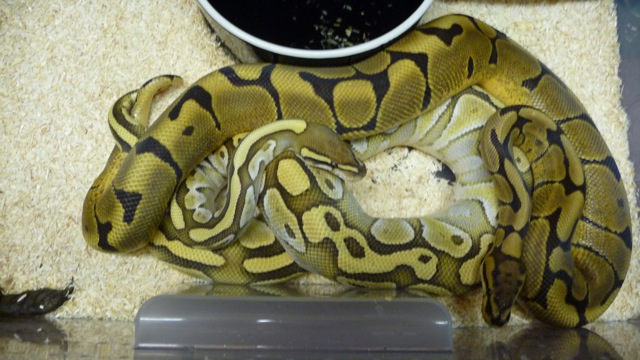 WOMA LESSER 3.JPG